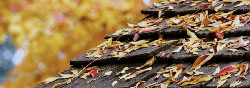 seasonal roof care